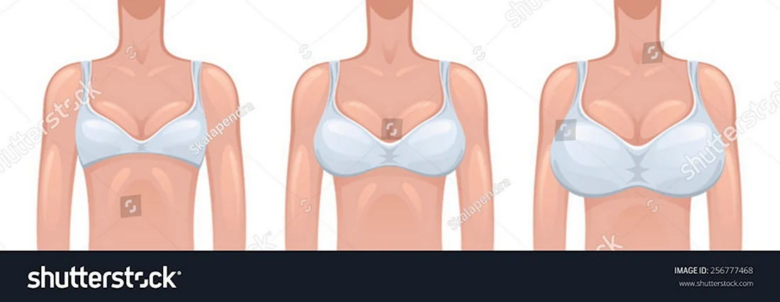 1 Размер грудины у женщин