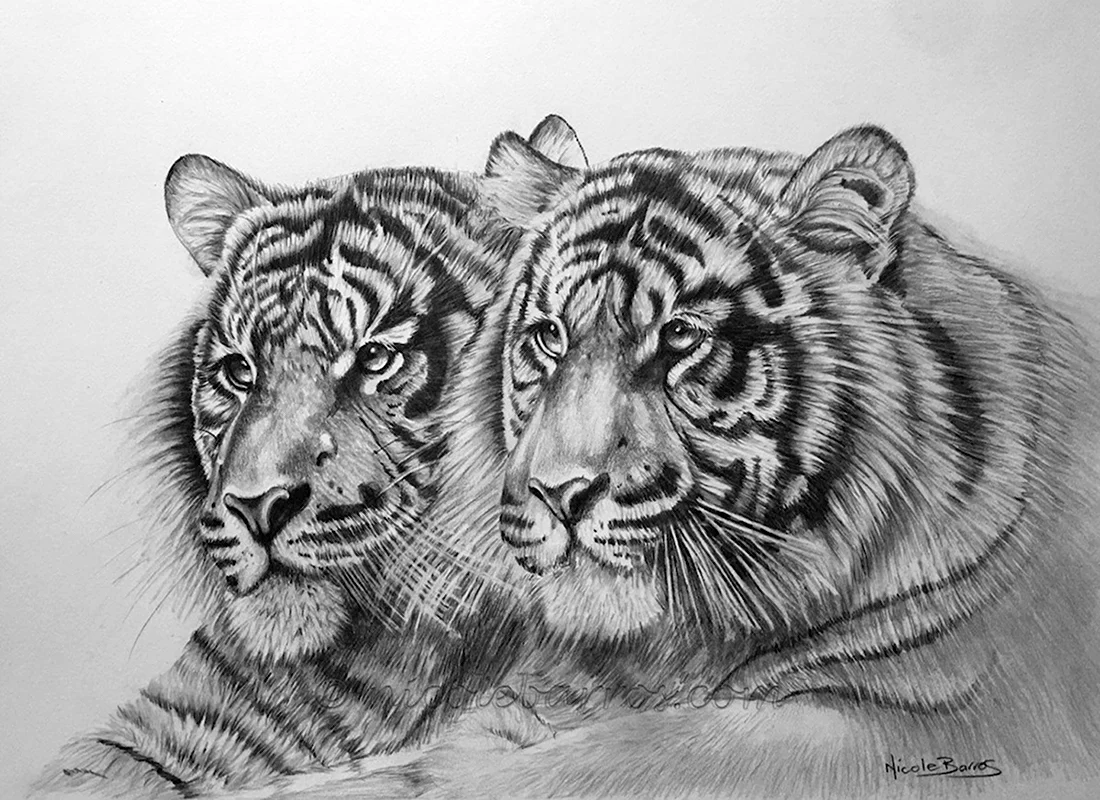 2 Тигра рисунок