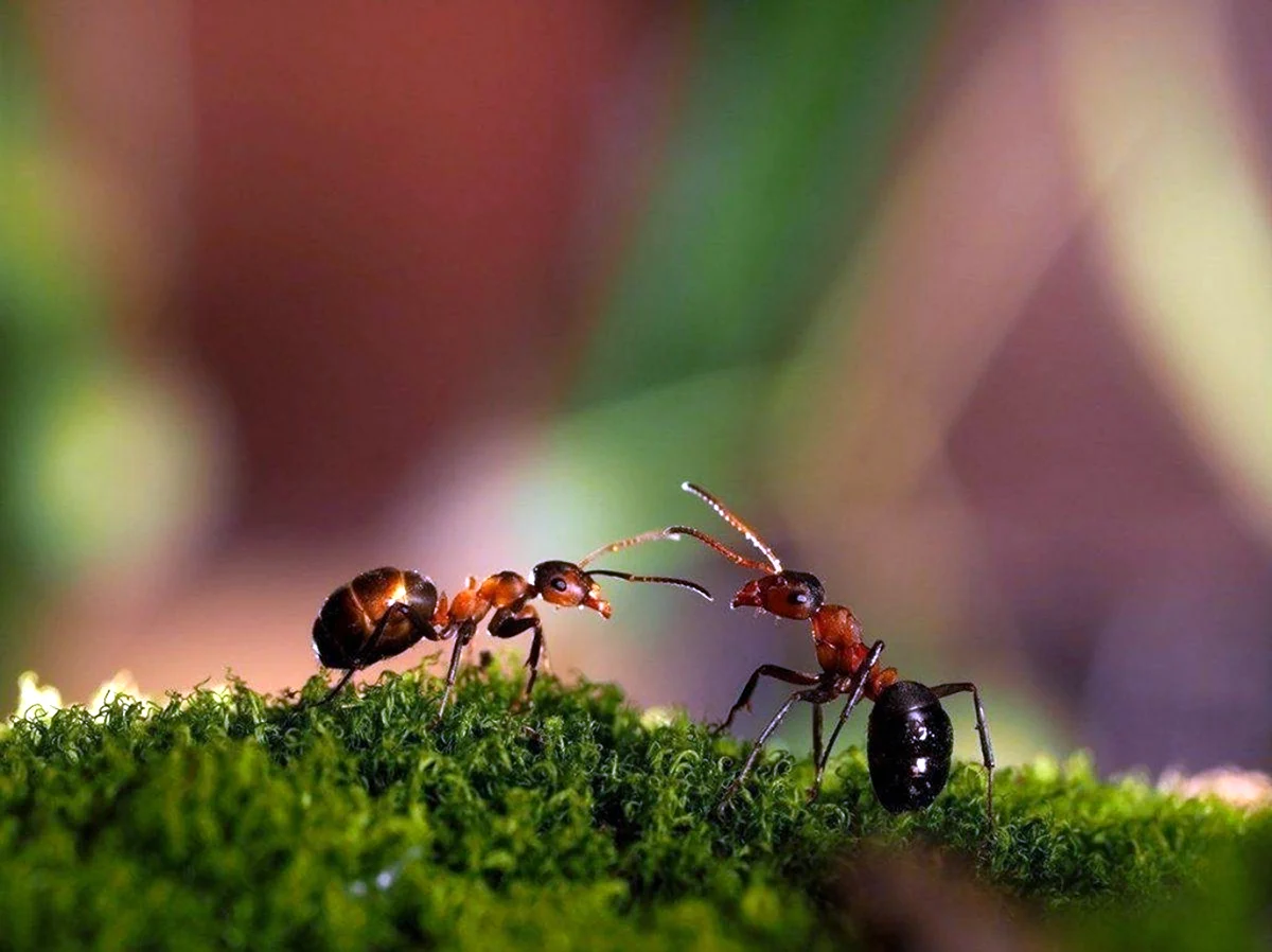 3. Formica Rufa – рыжий Лесной муравей