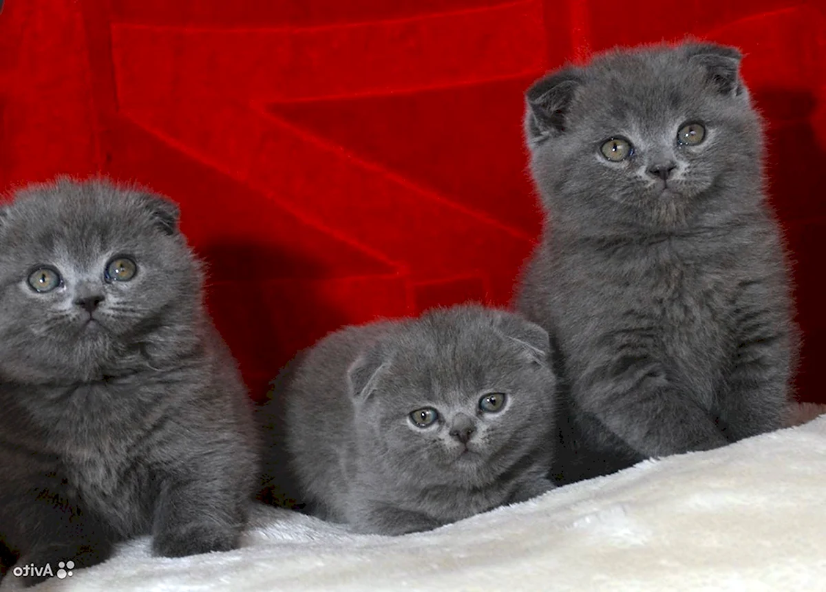 4 Шотландских котят чёрных