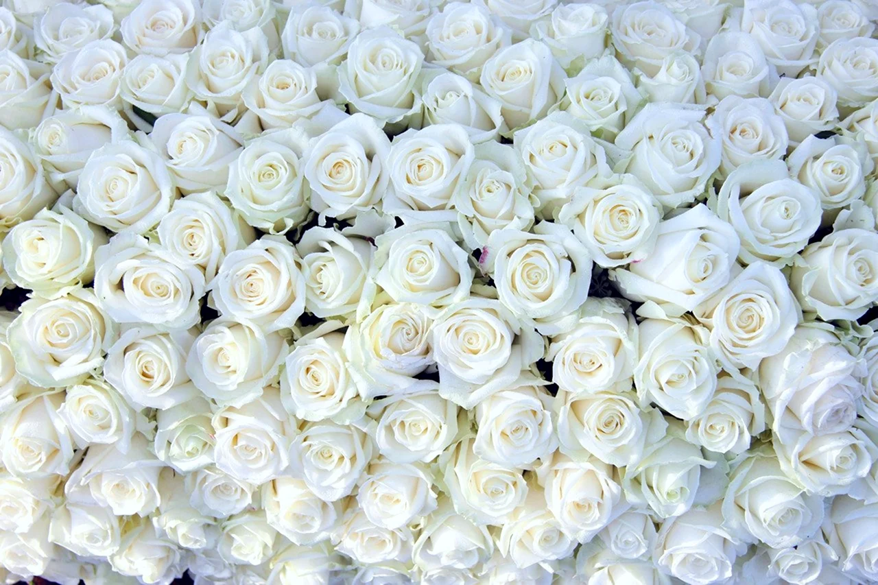 75 Белых роз Аваланж