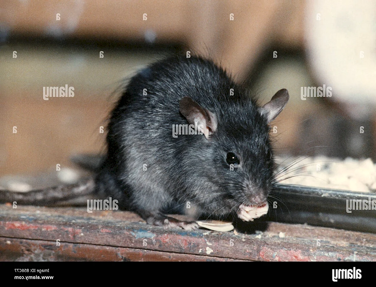 96. Чёрная крыса Rattus Rattus