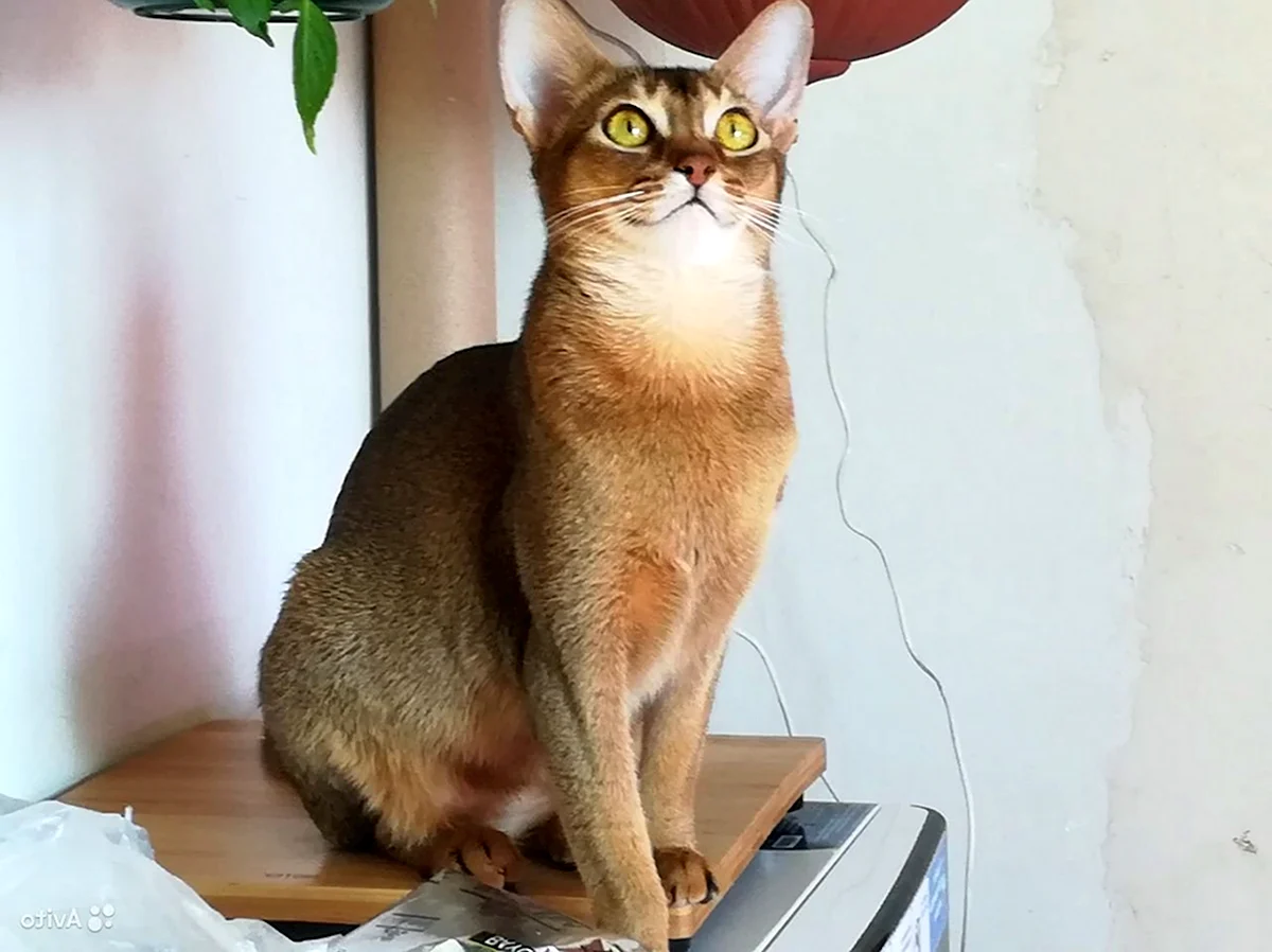 Абиссинская кошка дикий окрас