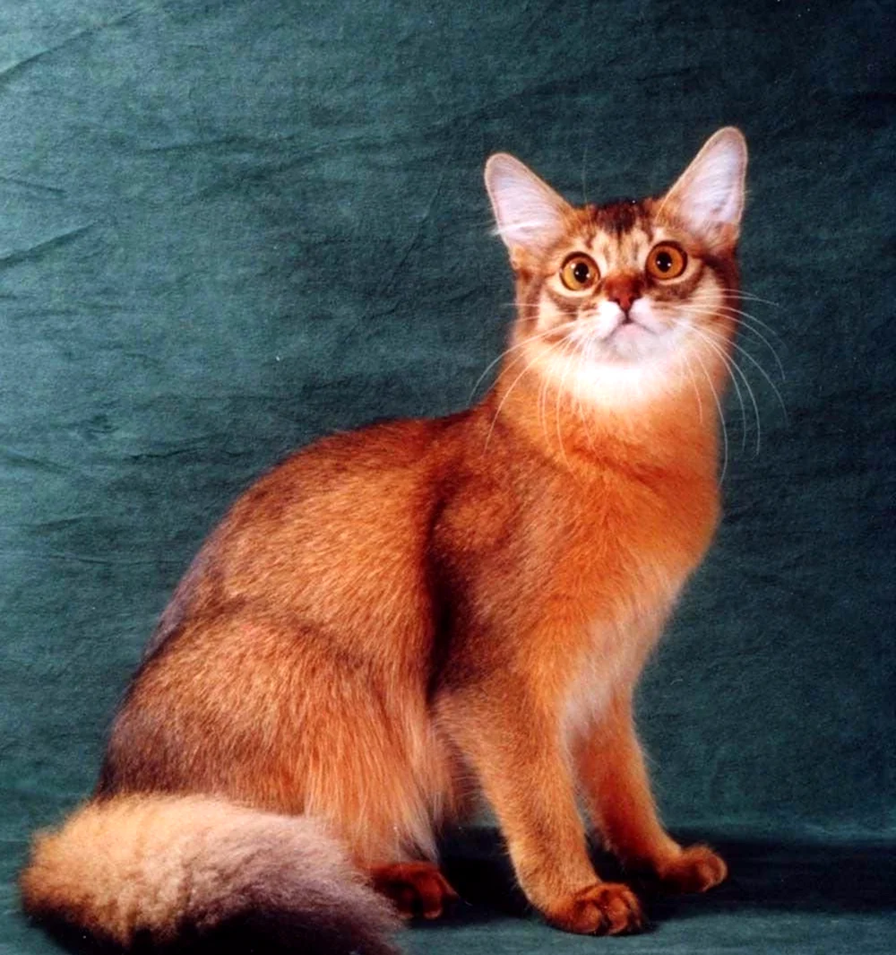 Абиссинская кошка длинношерстная