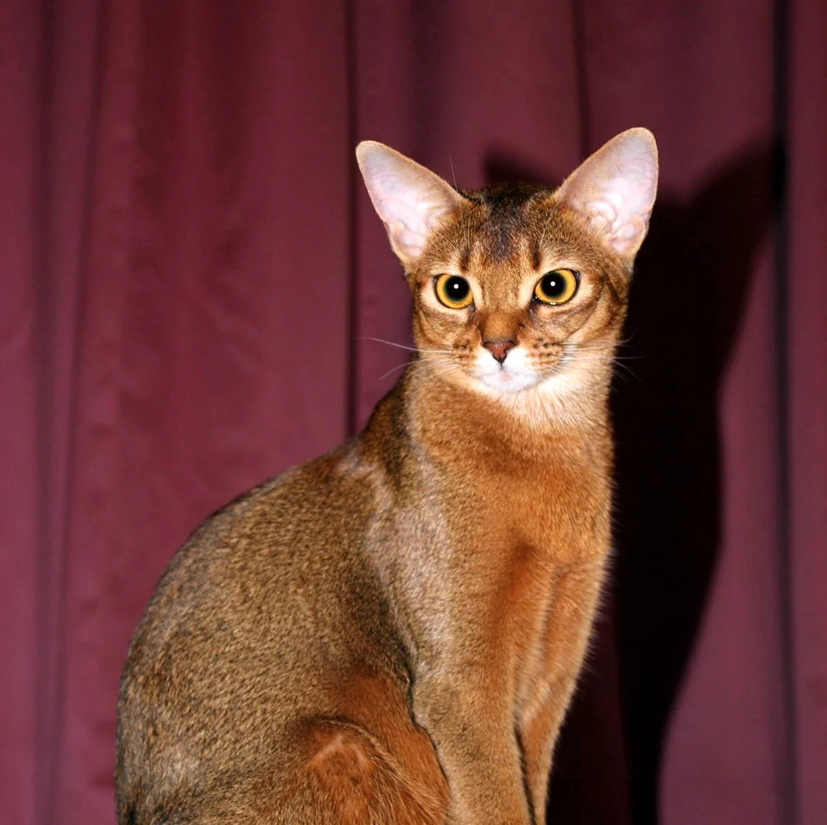 Абиссинская кошка фавн