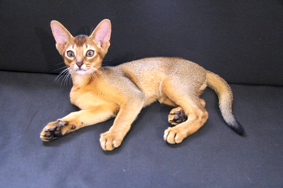 Абиссинская кошка леопардового окраса