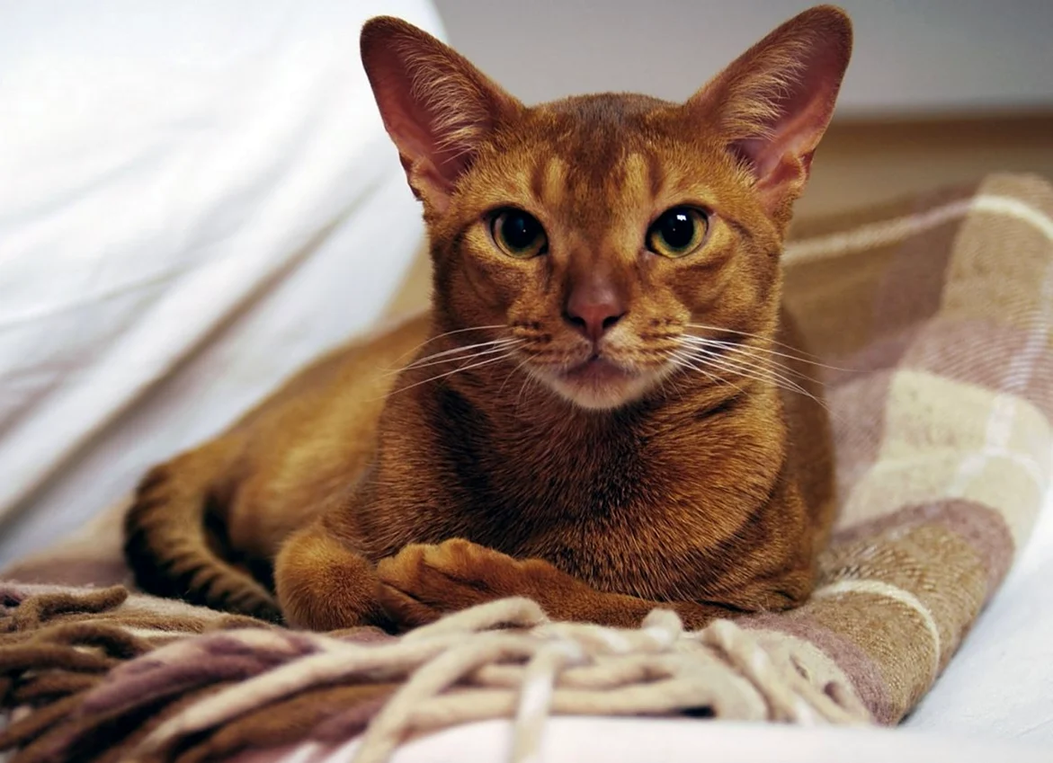 Абиссинская кошка породы кошек