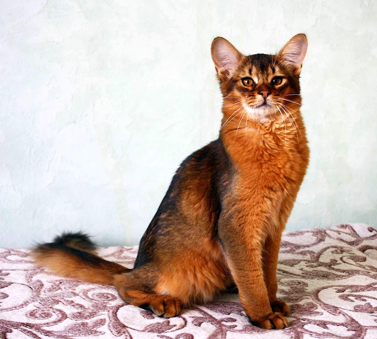 Абиссинская кошка Сомали