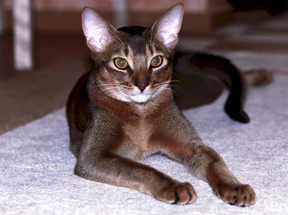 Абиссинская порода кошек