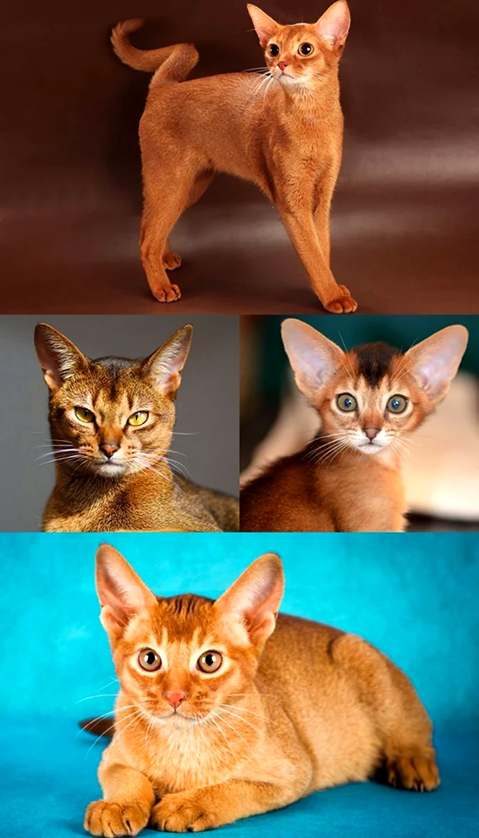 Абиссинская порода кошек окрасы