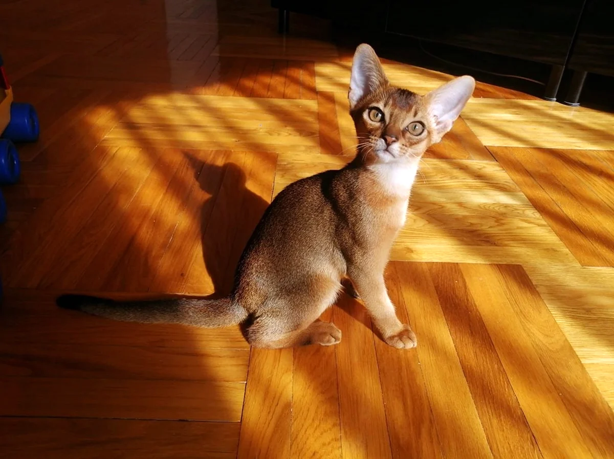 Абиссинский кот 2 года фото