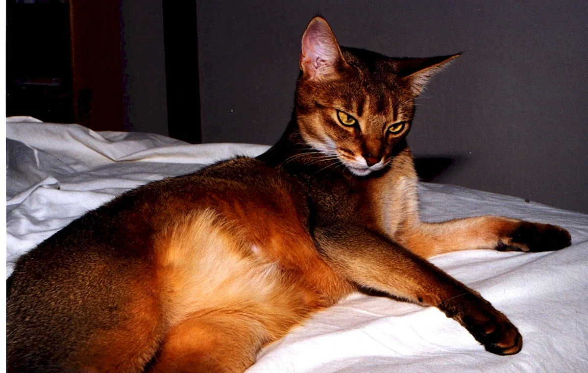 Абиссинский кот пятнистый