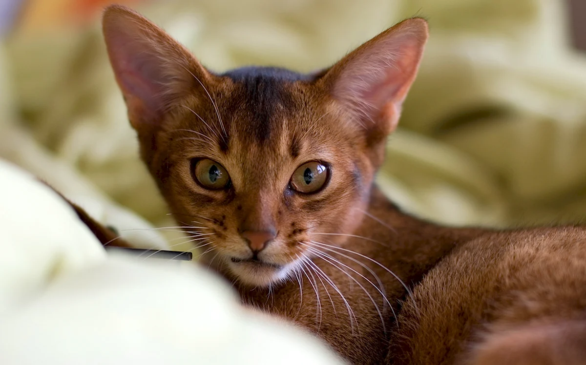 Абиссинский кот полосатый