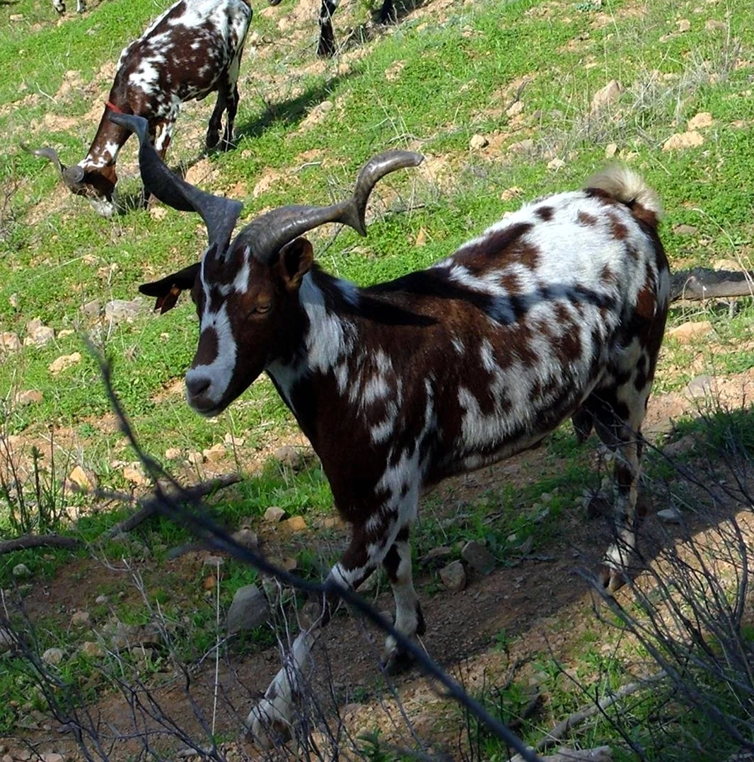 Аборигенная порода коз