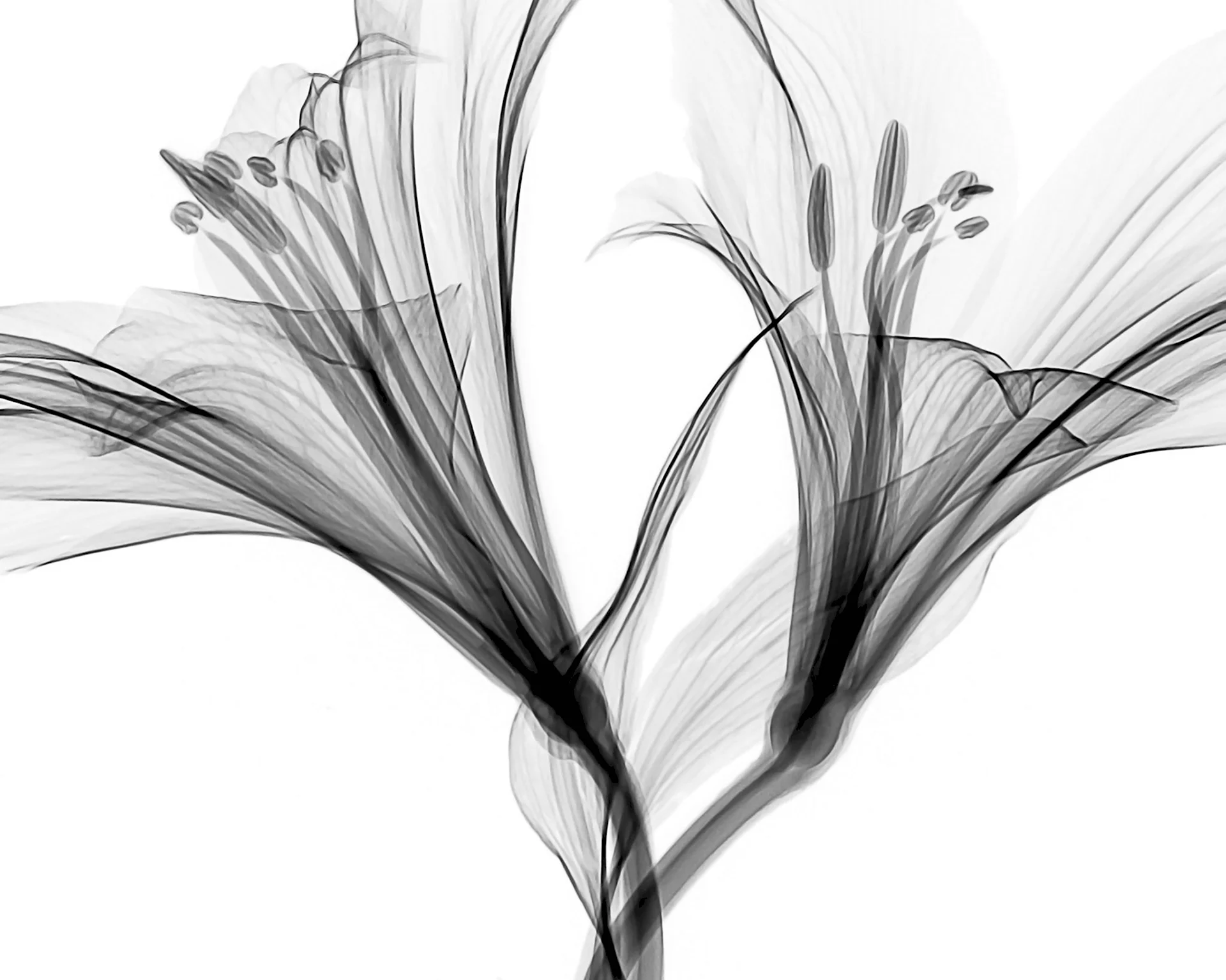 Абстрактные черно белые цветы