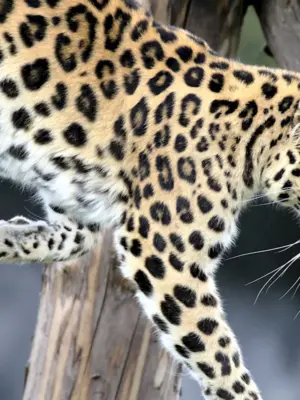 Абундизм у леопарда