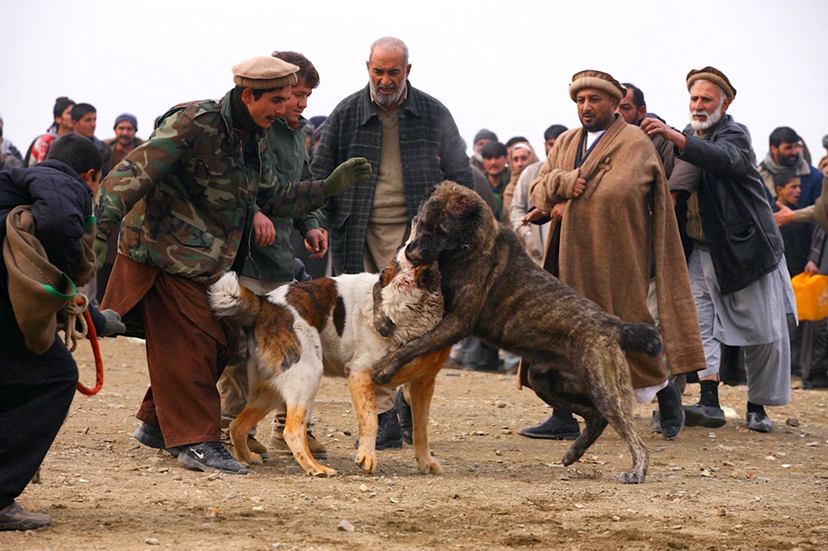 Афганская овчарка саге Коче