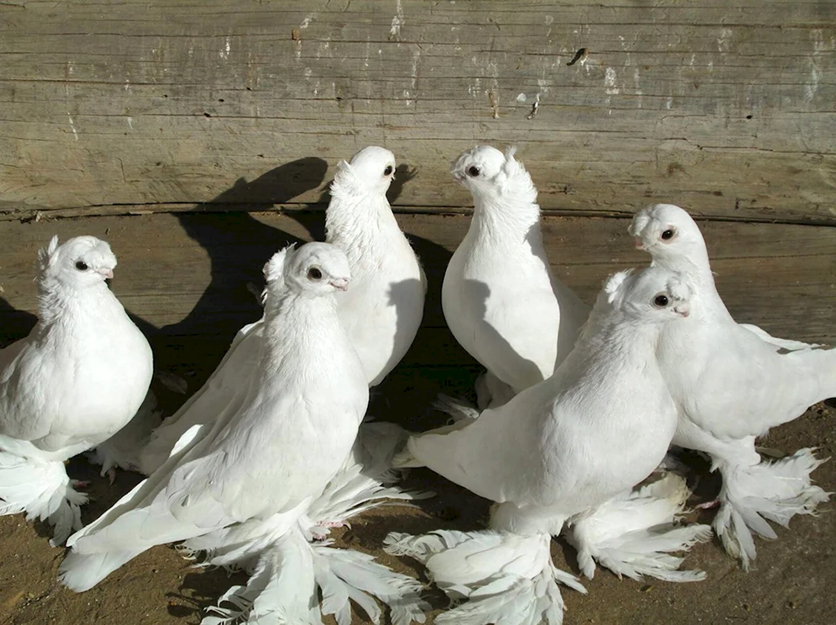 Афганские бойные голуби