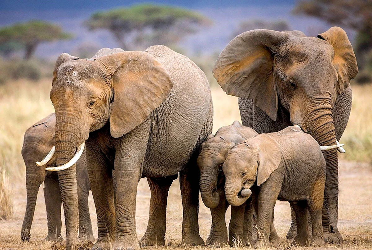 African Family слоны