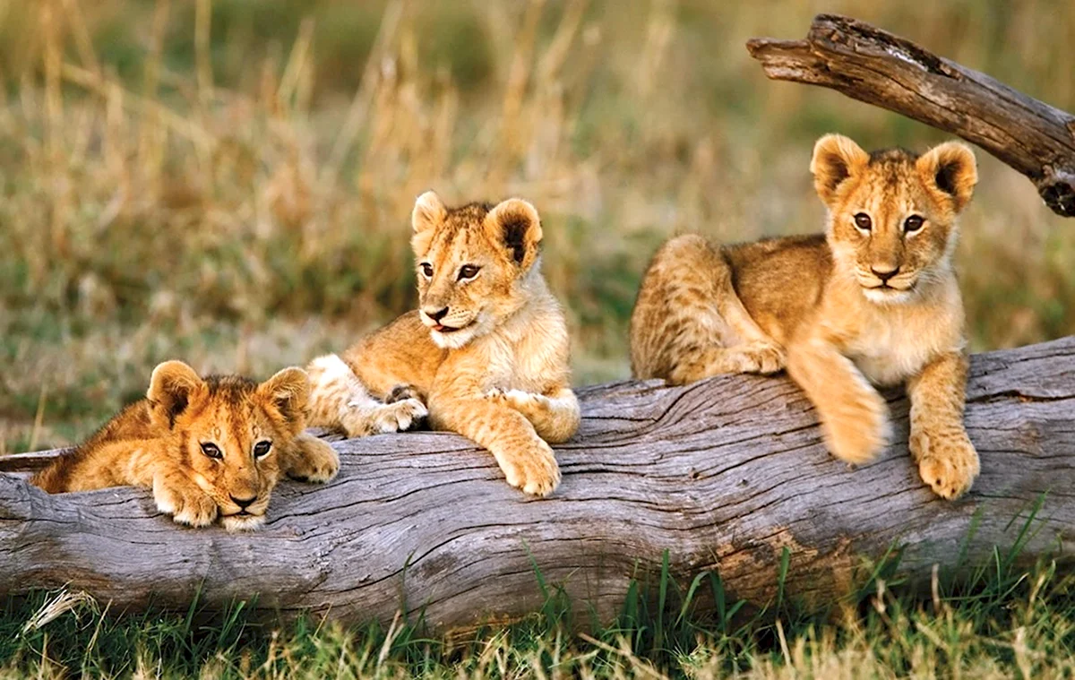 Африка львицы с львятами