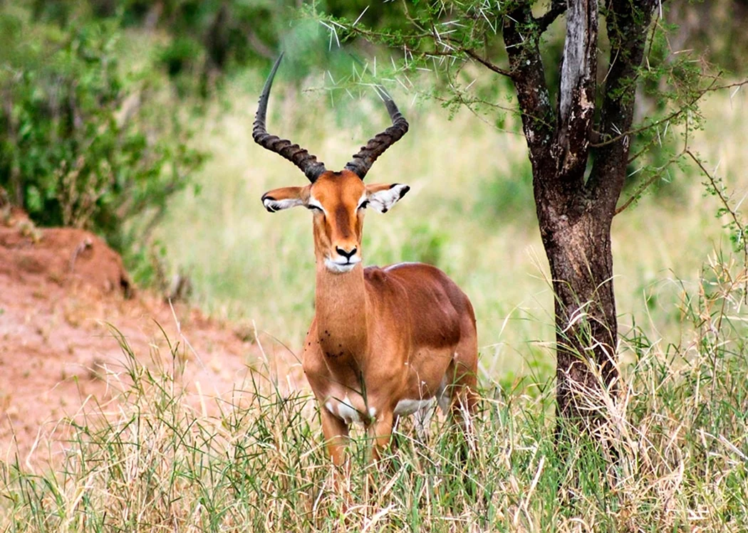 Африканская антилопа Импала