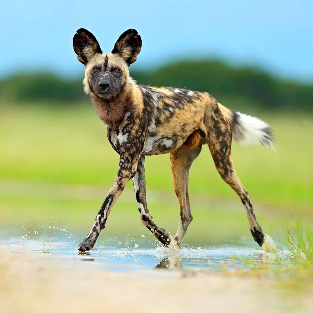 Африканская гиеновая собака