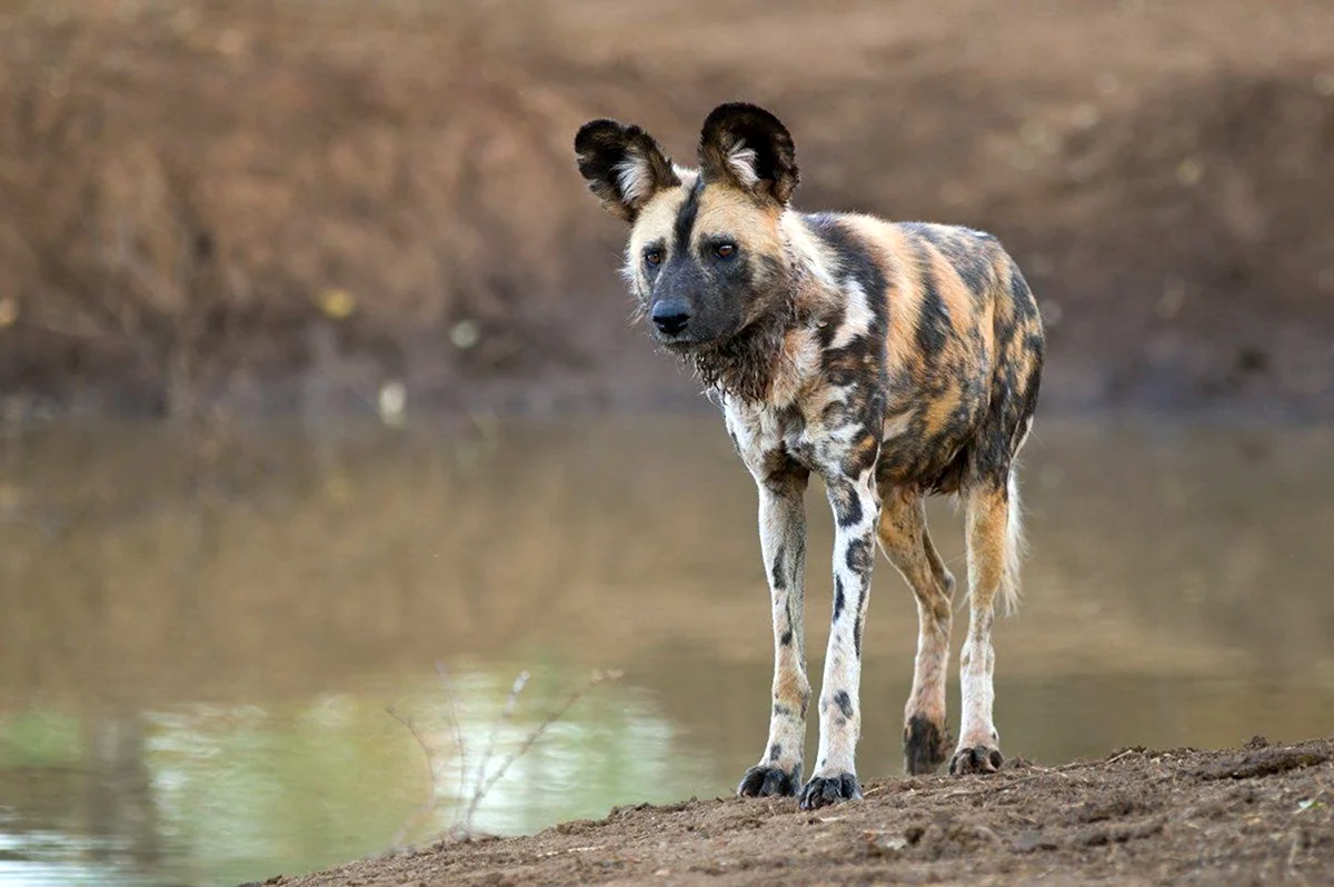 Африканская гиеновая собака саванны