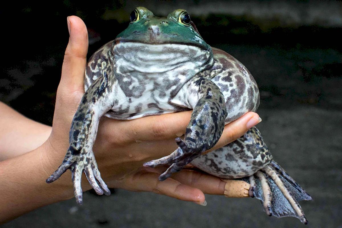 Африканская жаба водонос