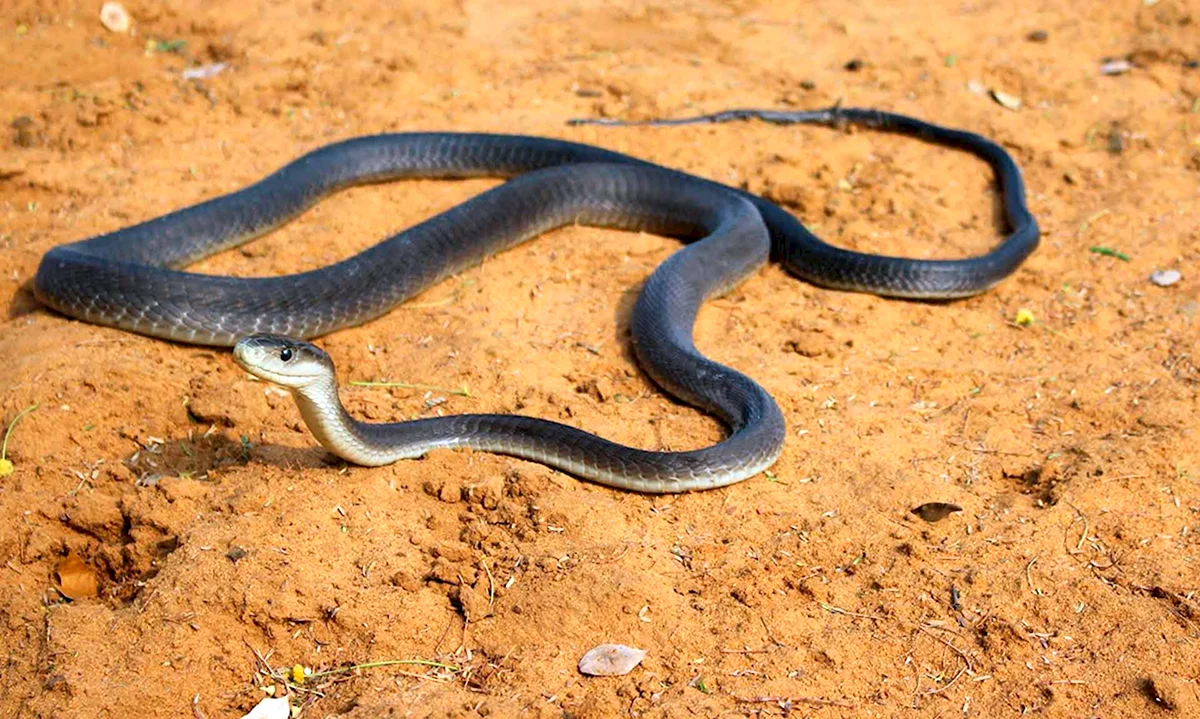 Африканская змея черная мамба