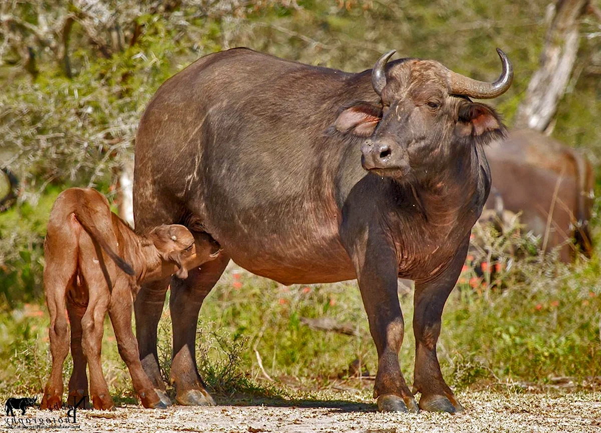 Африканский буйвол самка