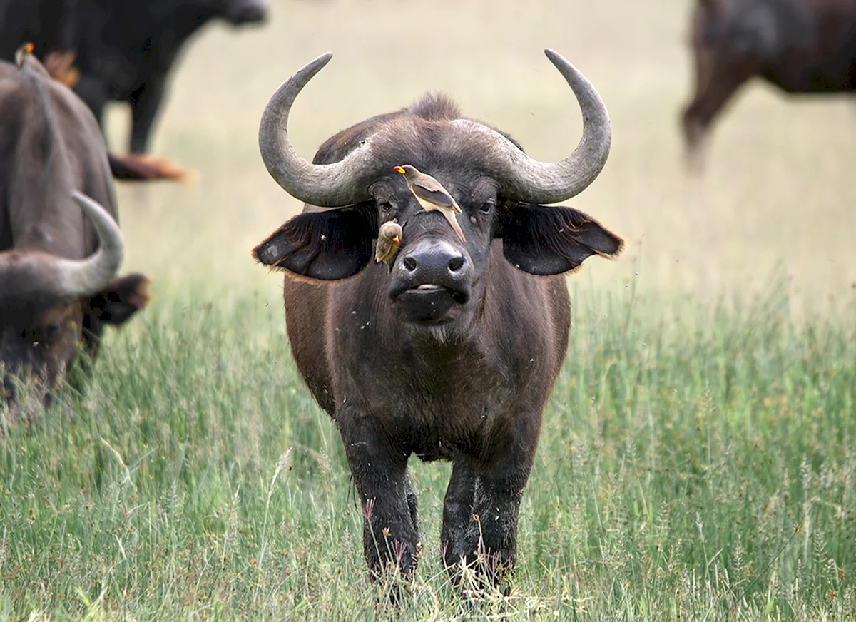 Африканский бык Буффало