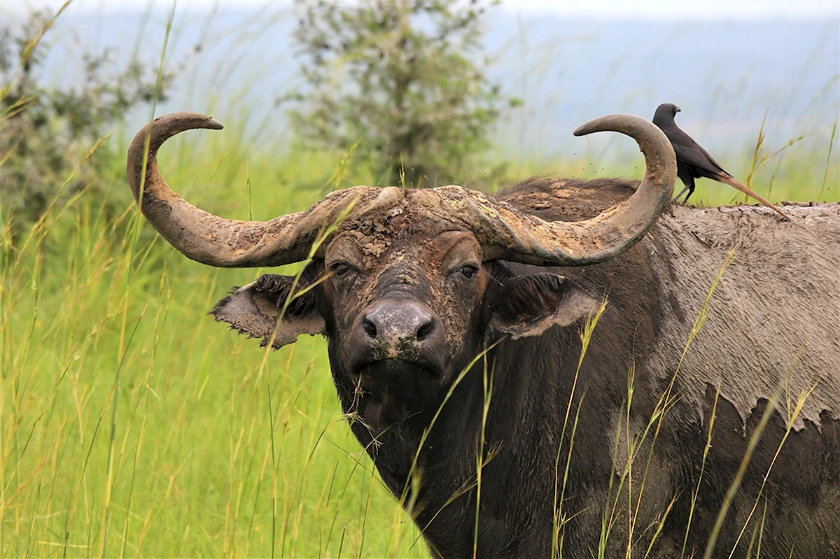 Африканский бык Буффало