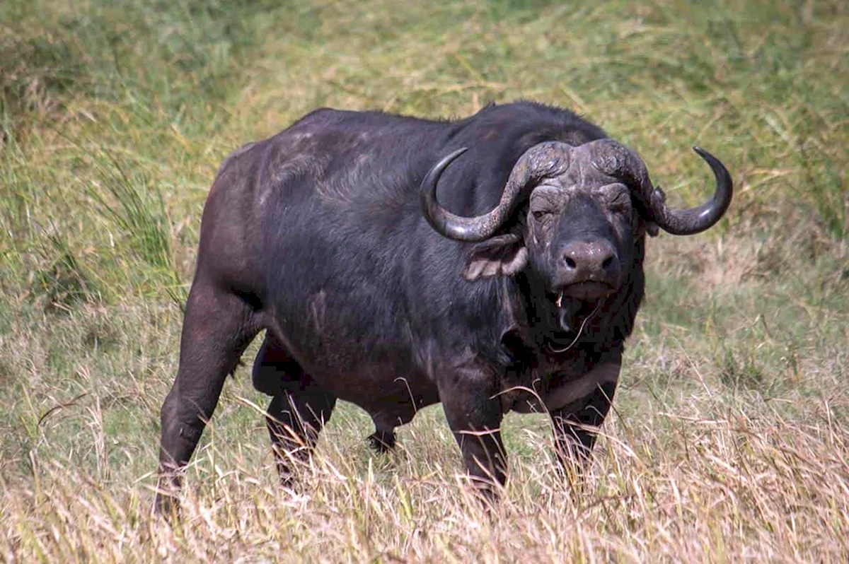 Африканский черный буйвол