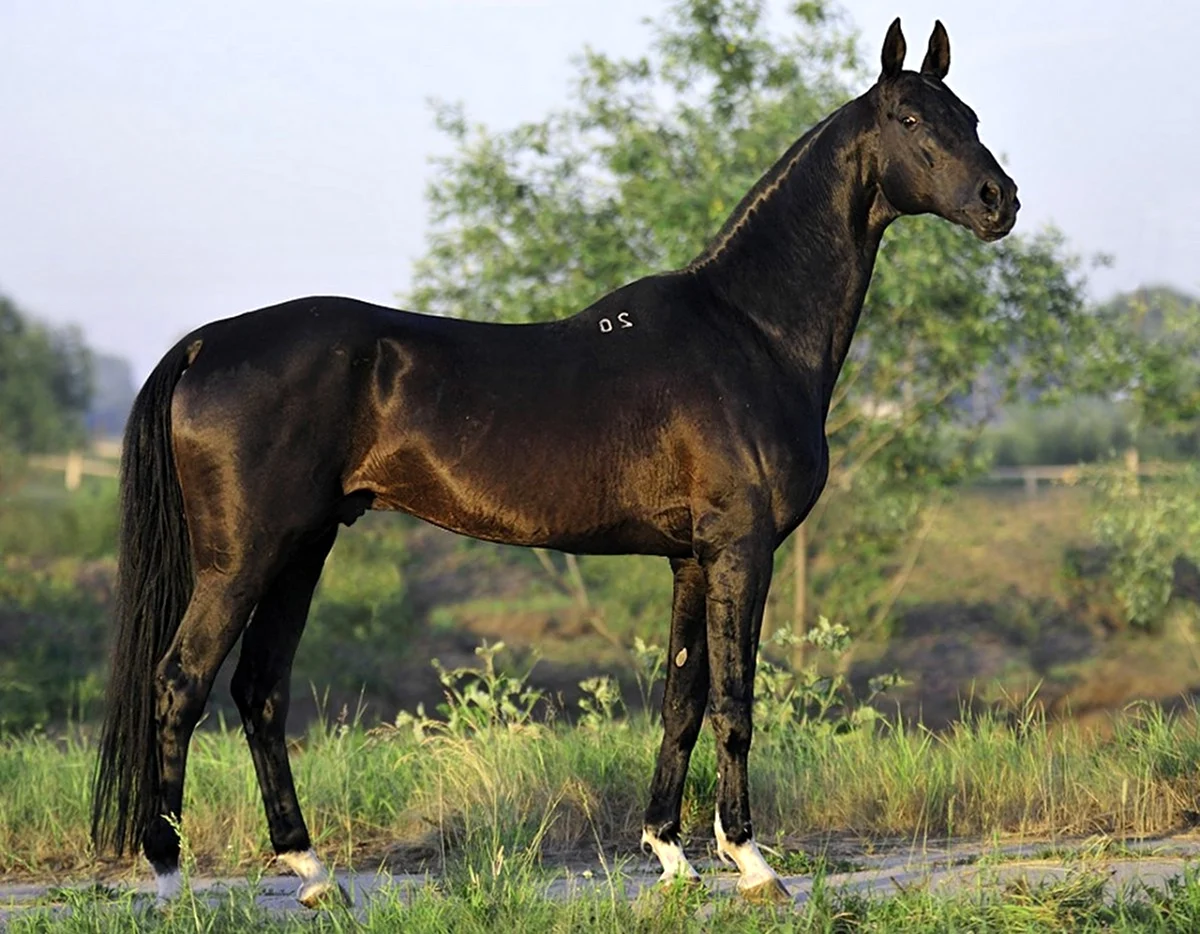 Ахалтекинская лошадь Вороная