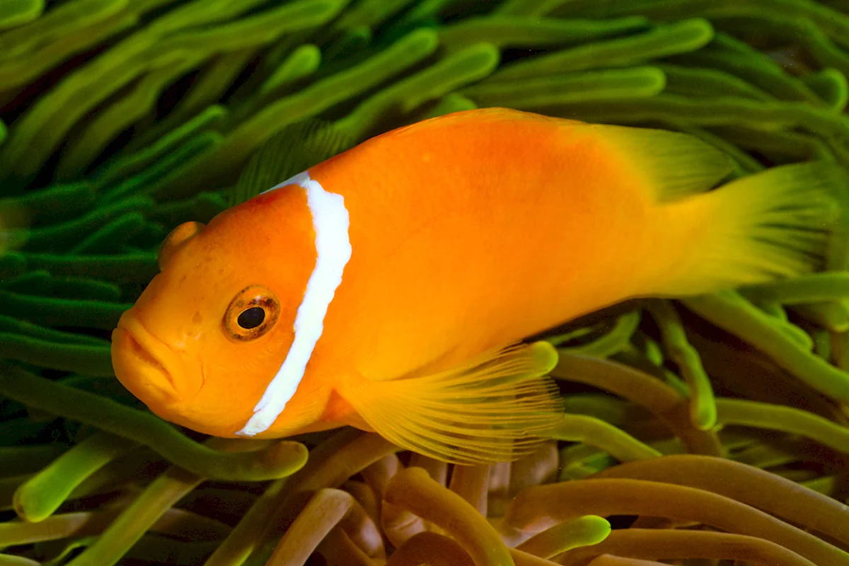 Аквариумная рыбка Апельсинка