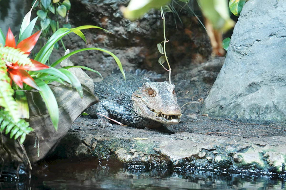 Аквариумные крокодилы