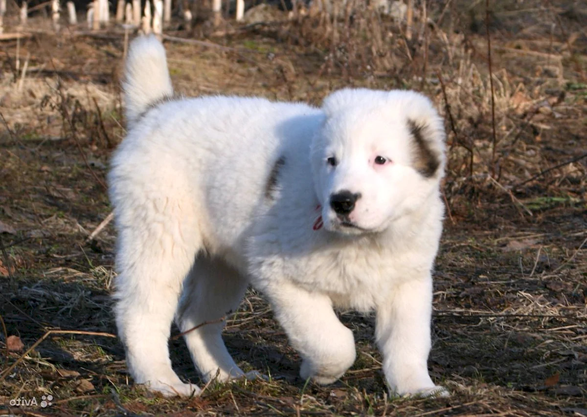 Алабай белый щенок