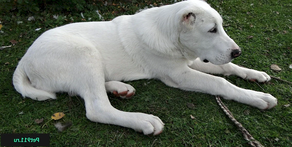 Алабай собака белый