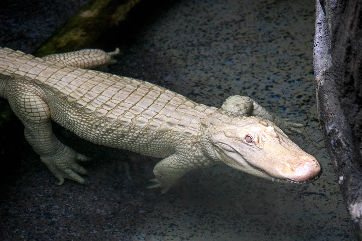 Альбино Аллигатор Albino Alligator 1996