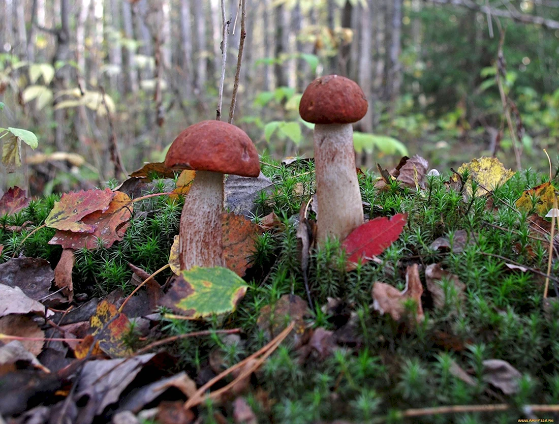 Алёшкинский лес грибы
