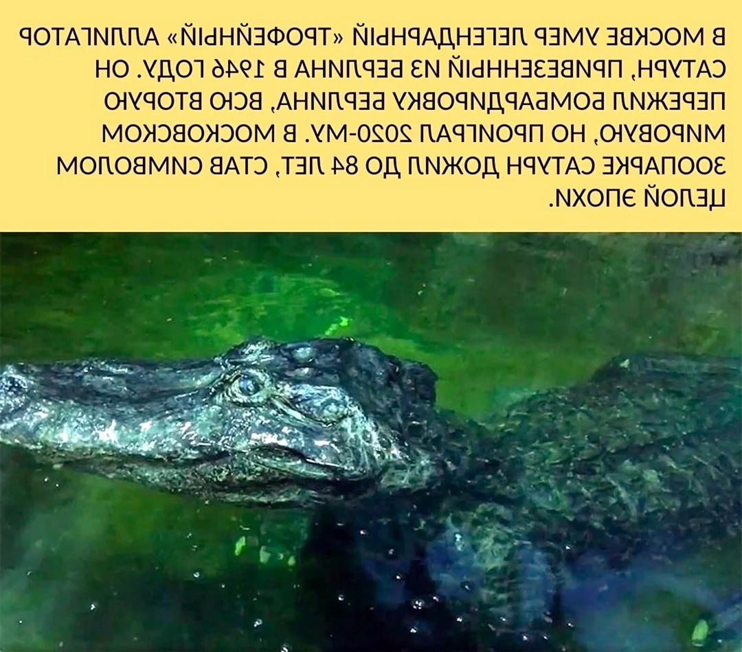 Аллигатор Сатурн Московский зоопарк