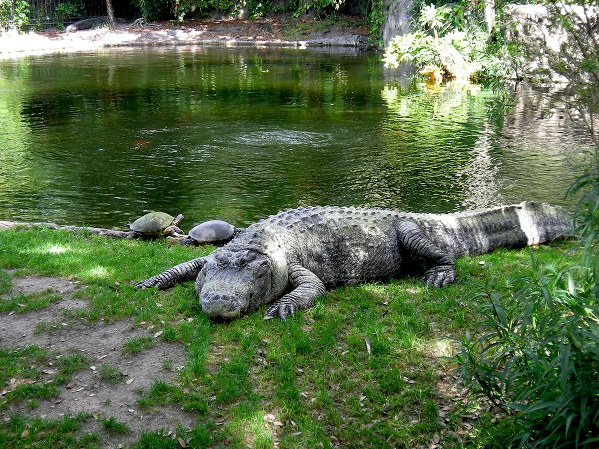 Аллигаторы во Флориде