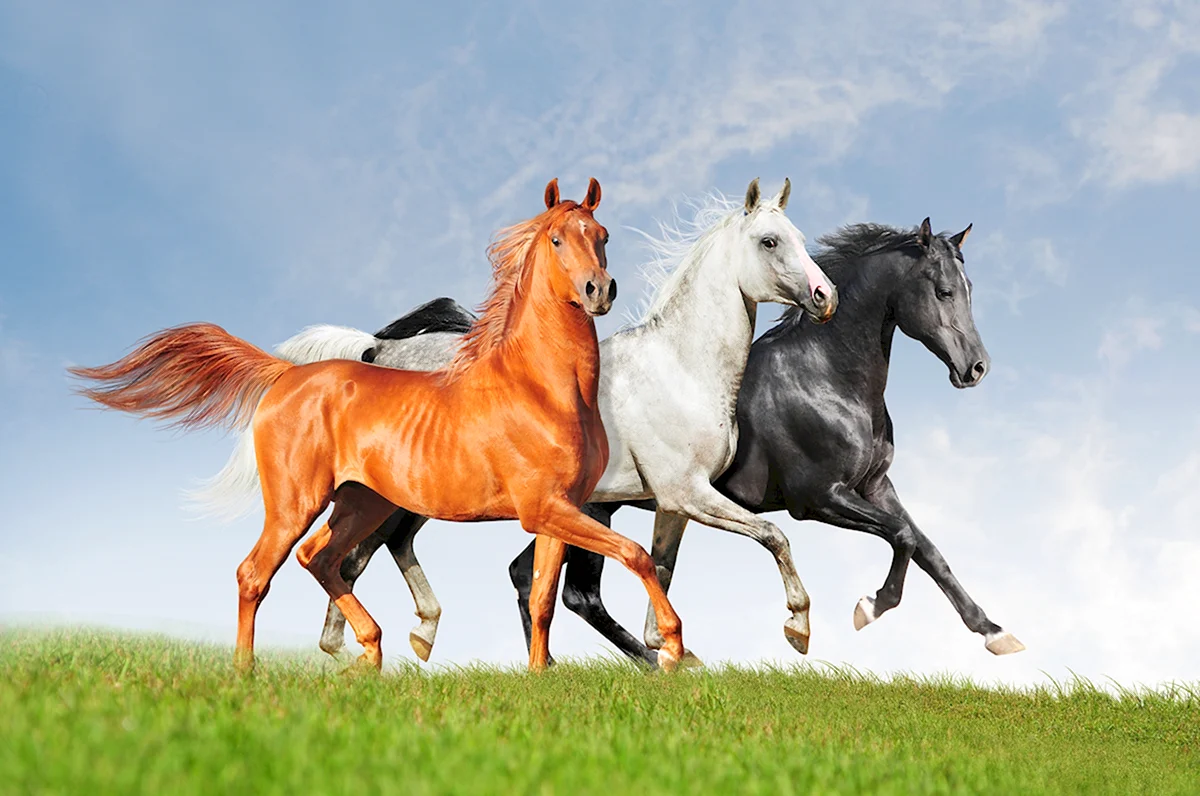 Алмазная мозаика тройка лошадей