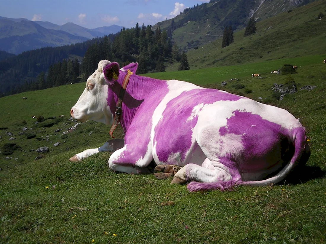 Альпийская корова Милка