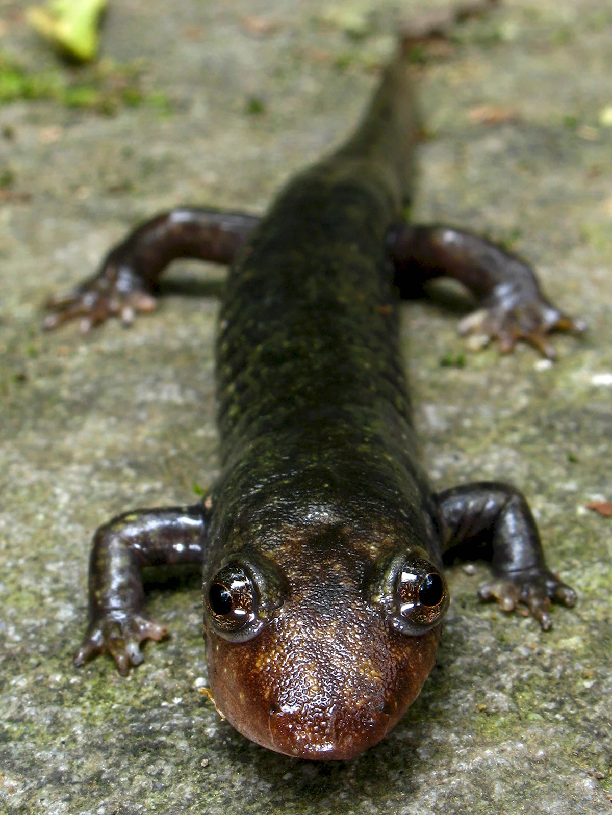 Альпийская саламандра черная саламандра