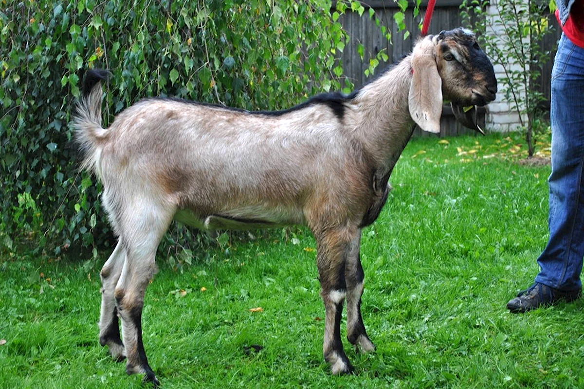 Альпо-нубийские козы