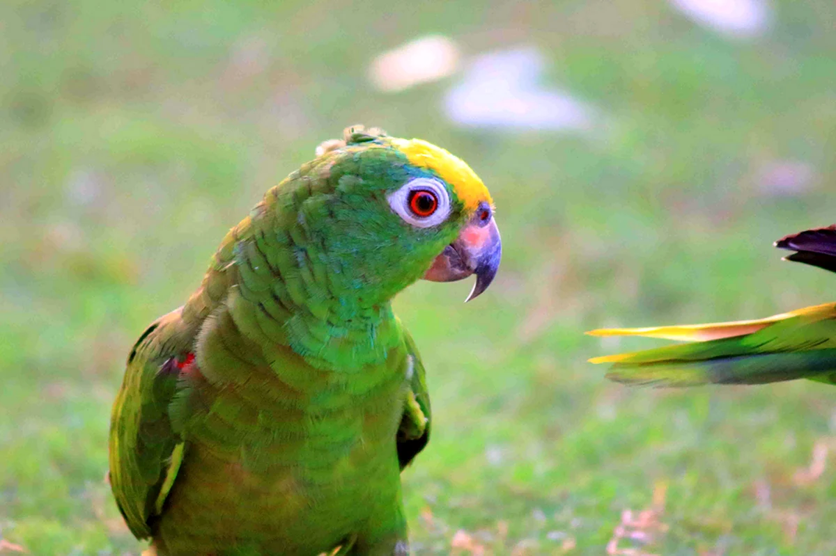 Амазон и ожереловый попугай