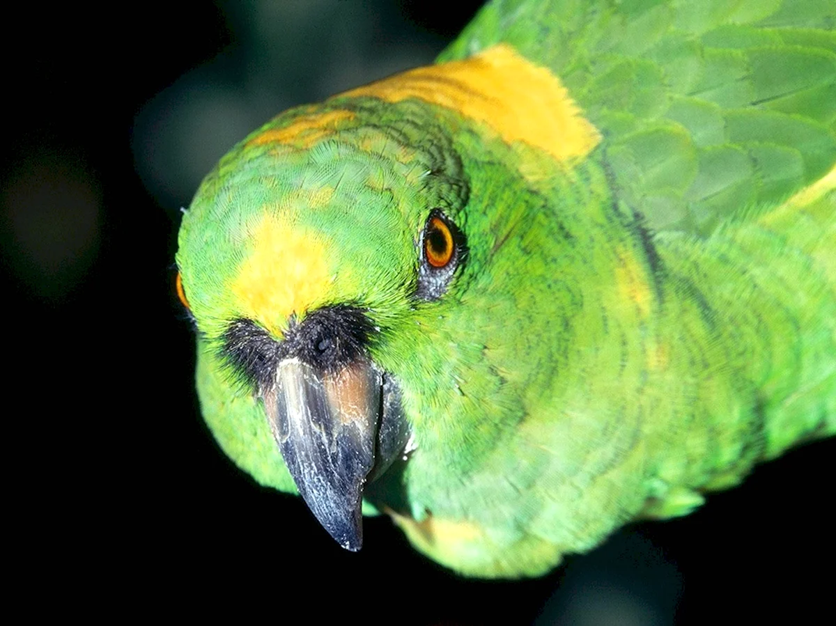 Амазон попугай