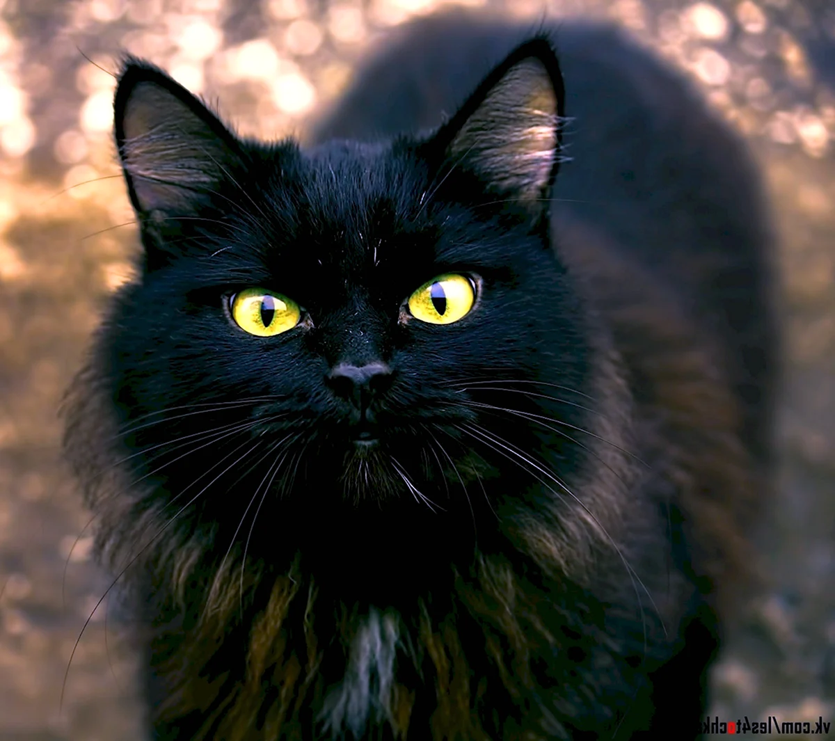 Американская короткошёрстная кошка черная