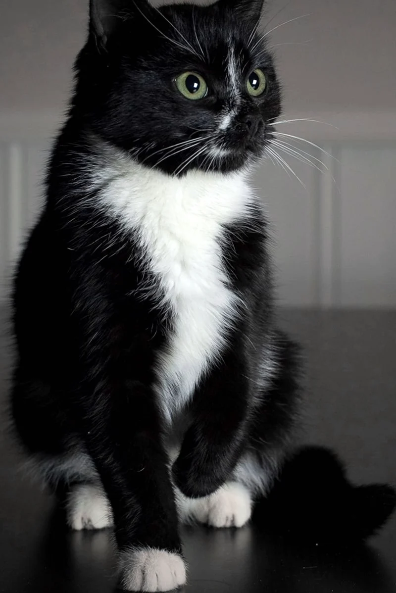 Американская короткошёрстная кошка черно белая